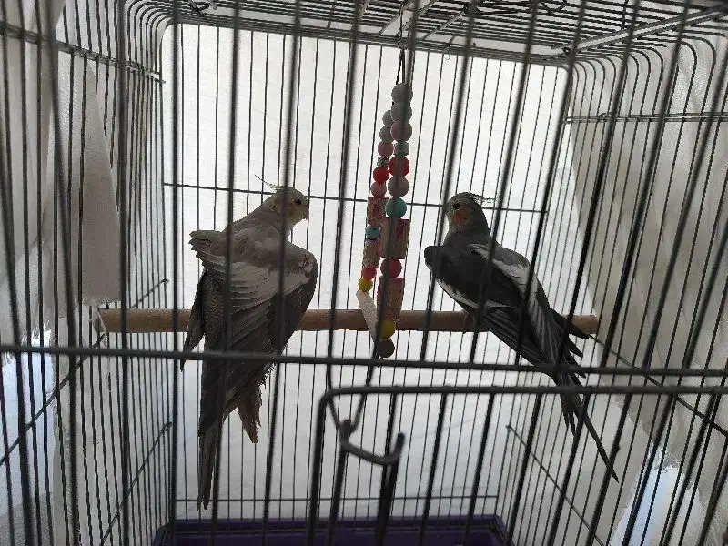 یه جفت عروس هلندی مولد|پرنده|هشتگرد, فاز ۱ مهستان|دیوار