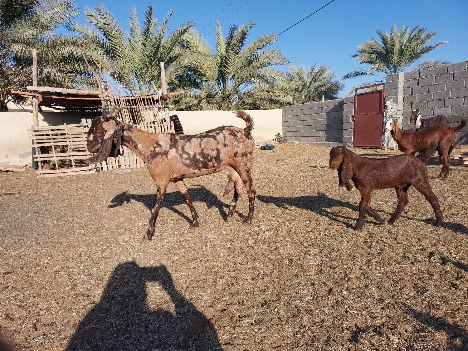 بزها ی پاکستانی اصل دار|حیوانات مزرعه|کنارک, |دیوار