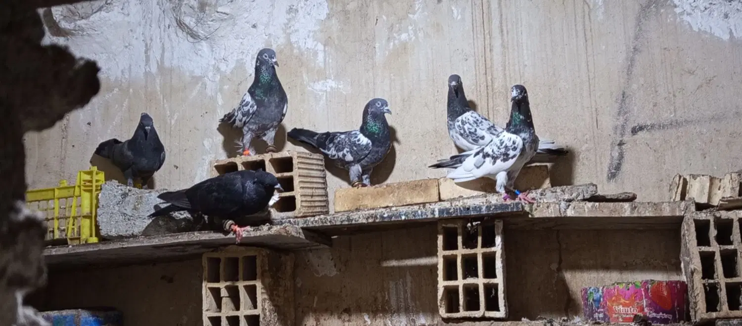 کفتر|پرنده|جاسک, |دیوار