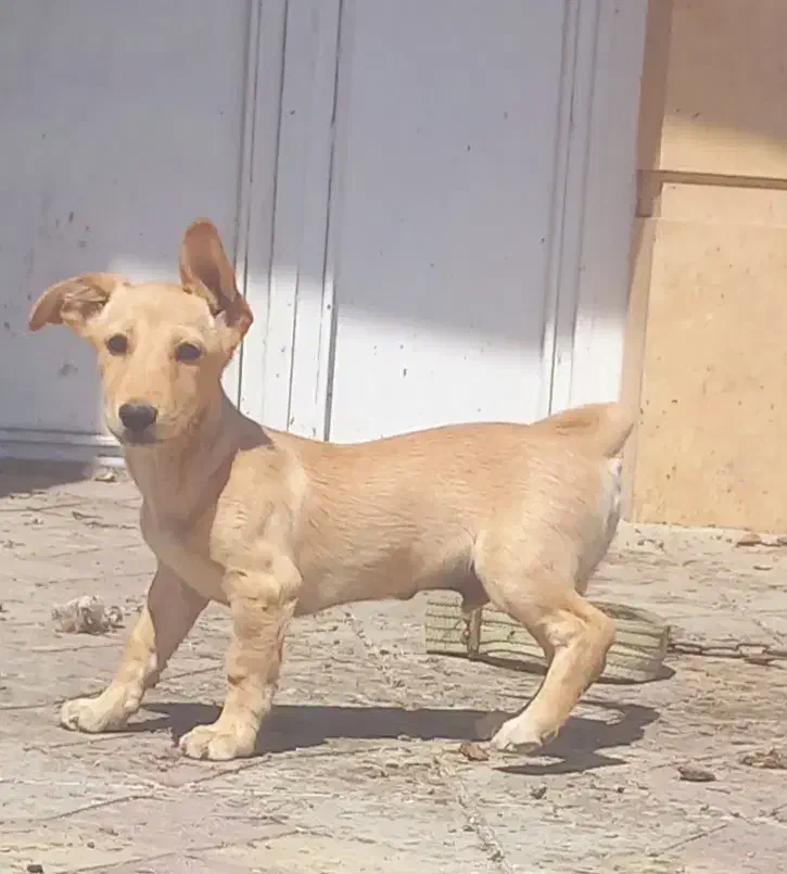 باسلام چهار قلاده پاکوتاه سگ|سگ|ارومیه, |دیوار