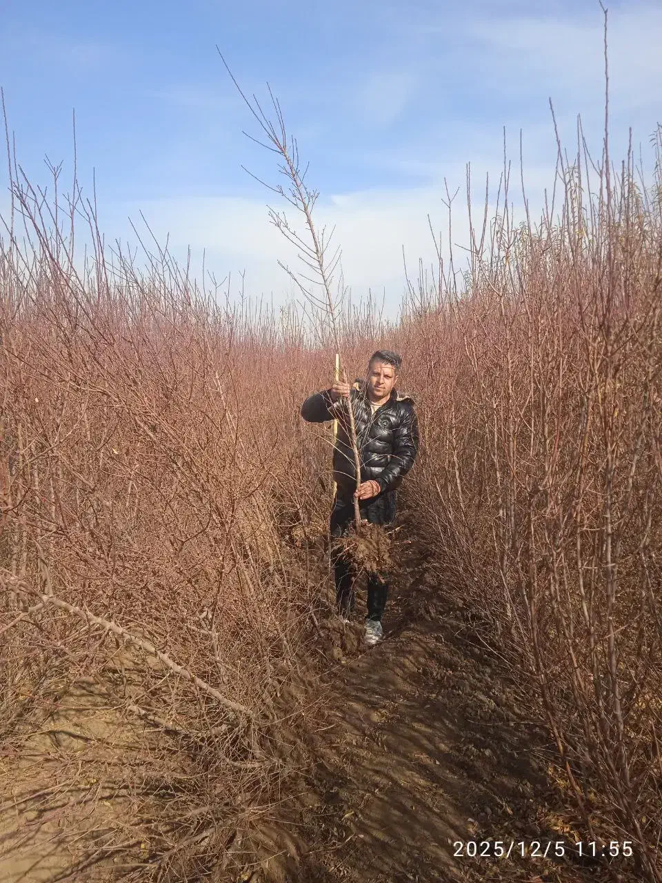 پسته پیوندی|خدمات باغبانی و درختکاری|شیراز, حومه شیراز|دیوار