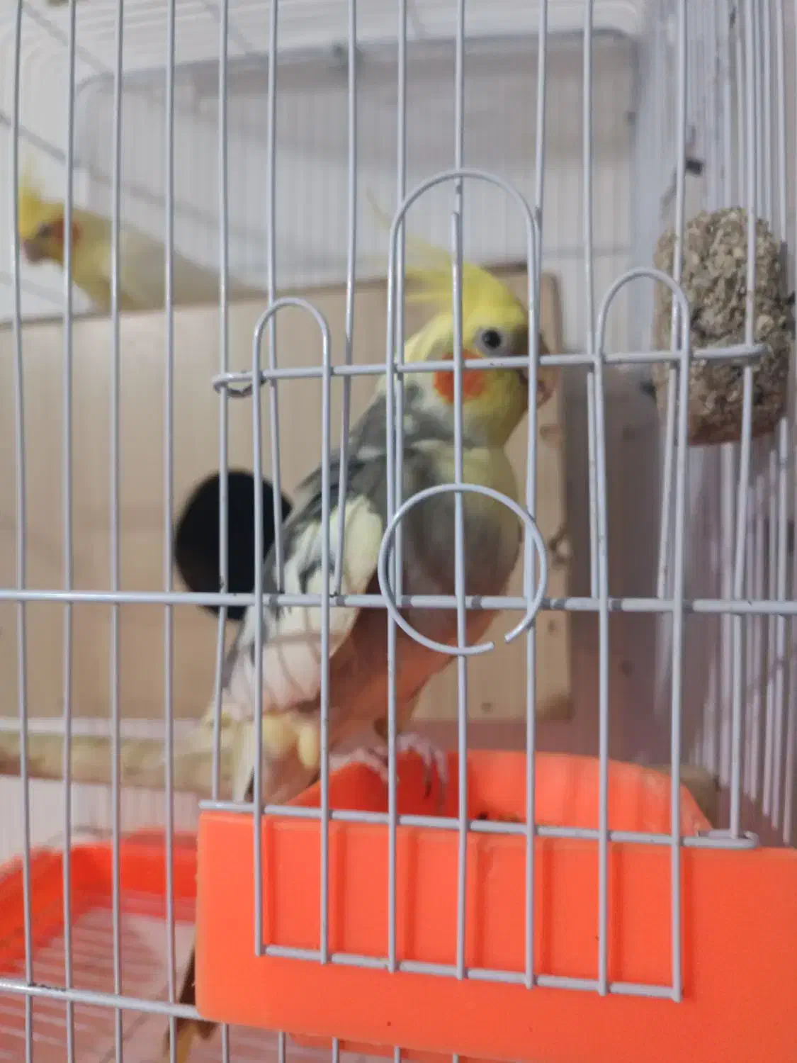 عروس هلندی|پرنده|شریف‌آباد, |دیوار