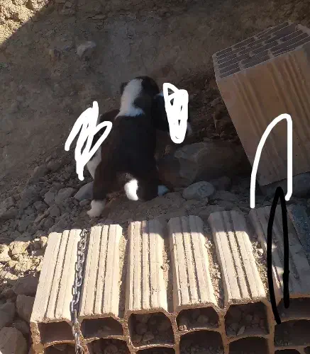 توله سگ|سگ|شیروان (خراسان), |دیوار