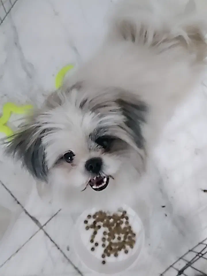 فروش سگ به علت مهاجرت|سگ|تهران, سلسبیل جنوبی|دیوار