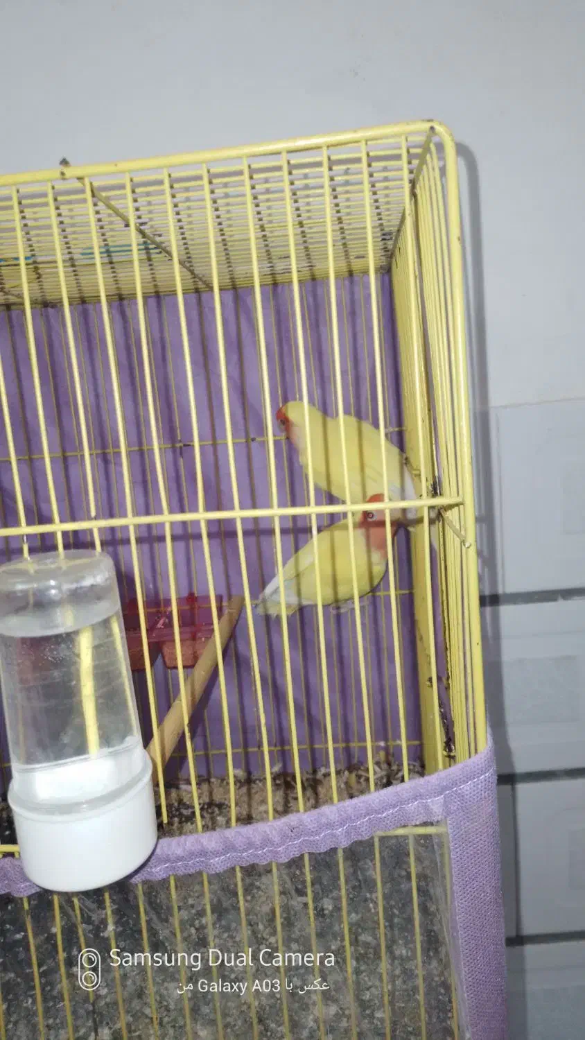 کوتوله|پرنده|سبزوار, امیر کبیر|دیوار