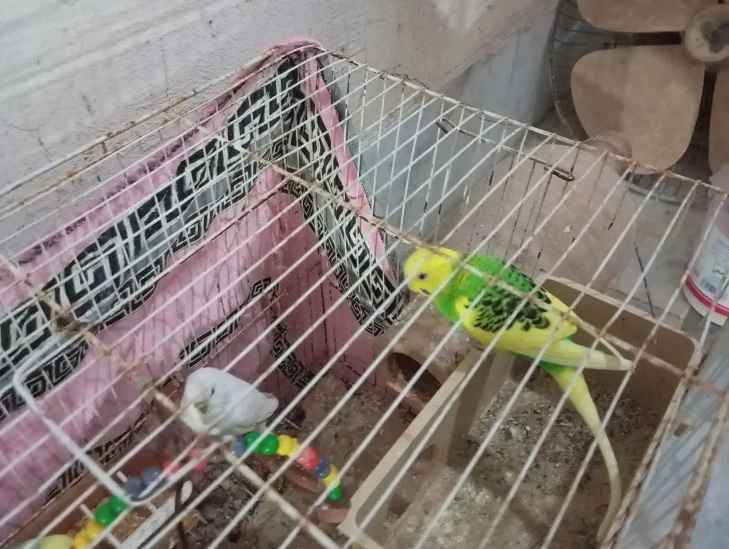 مرغ  عشق|پرنده|گرگان, |دیوار