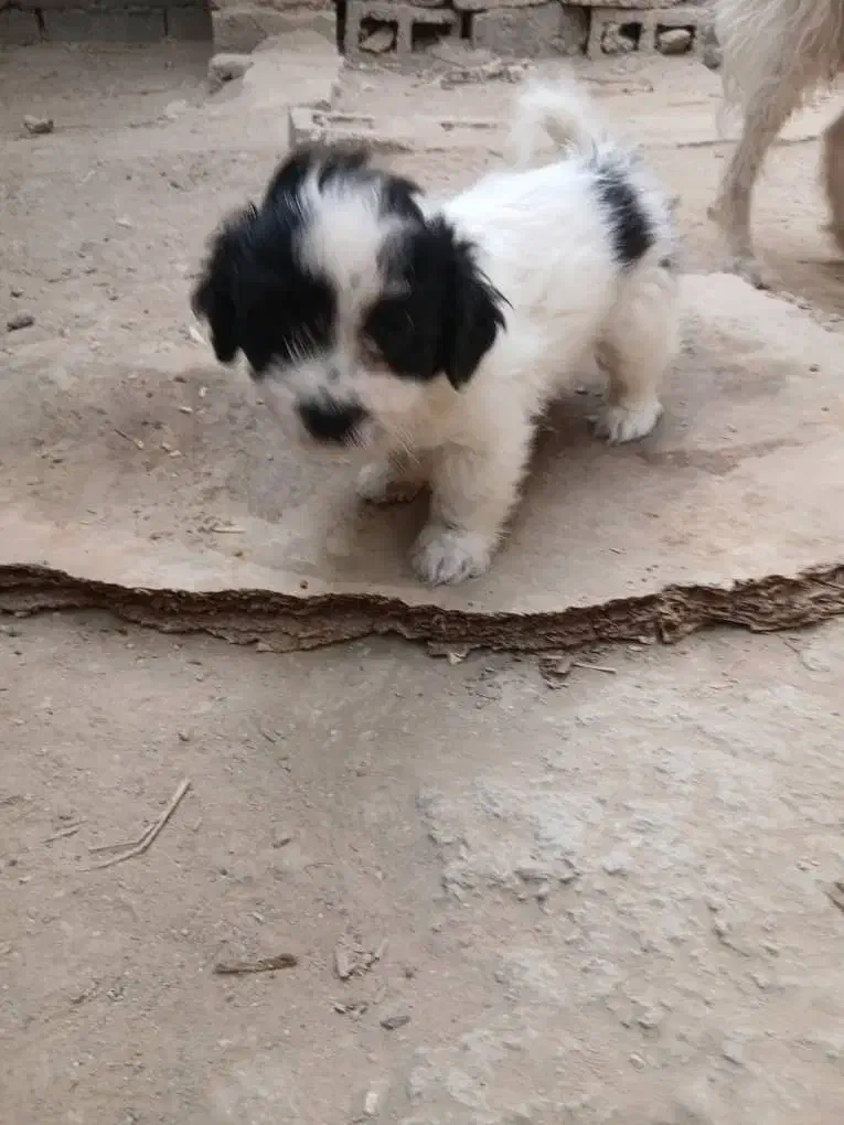 واگذاری توله شیدزو|سگ|آبپخش, |دیوار