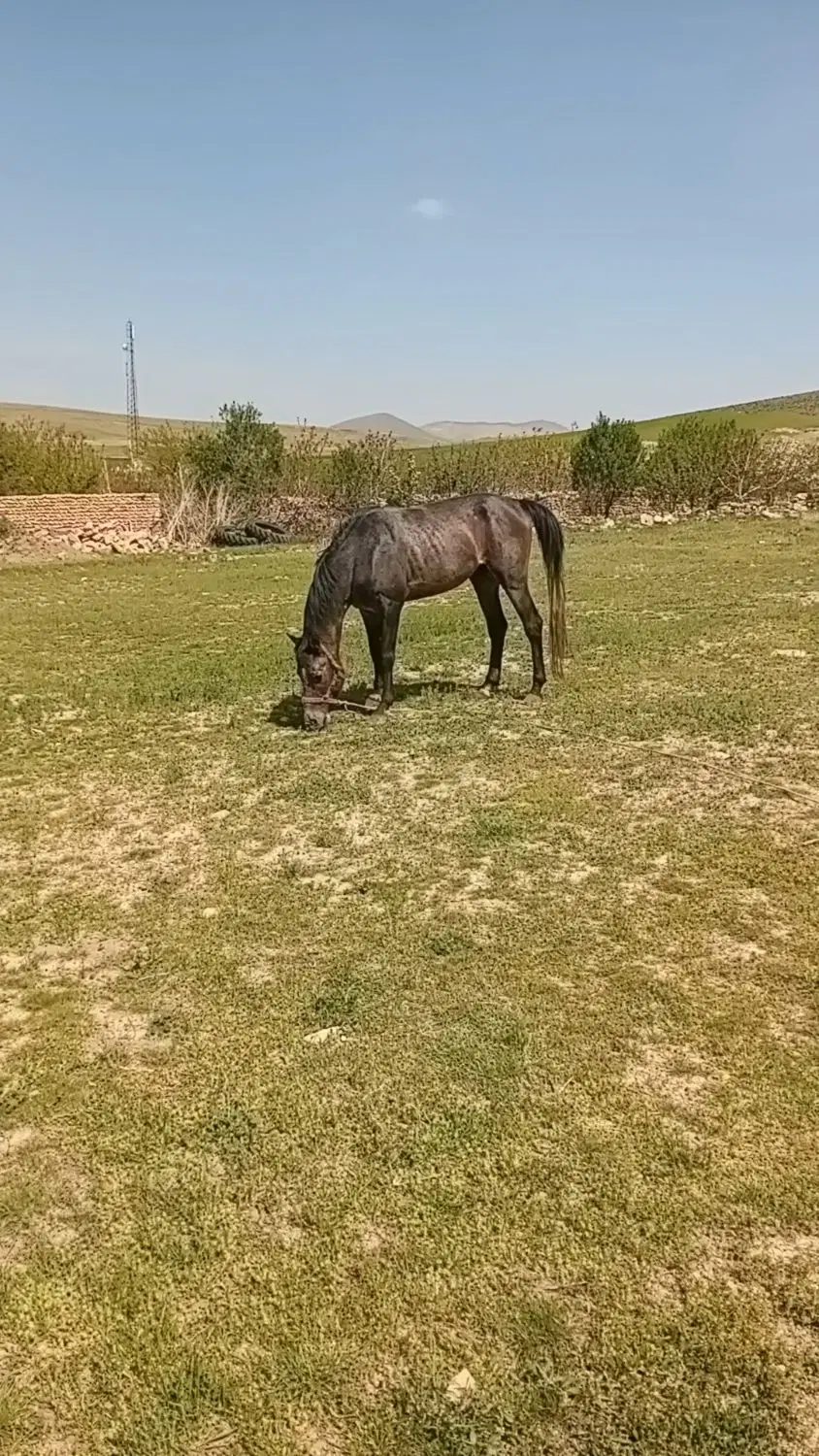 اسب|اسب و تجهیزات اسب‌سواری|سلطانیه, |دیوار