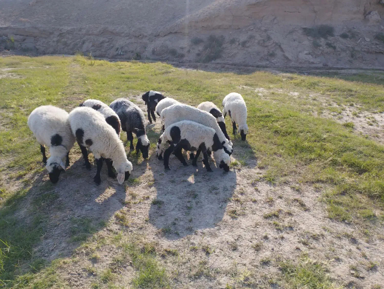 گوسفند|حیوانات مزرعه|میرجاوه, |دیوار