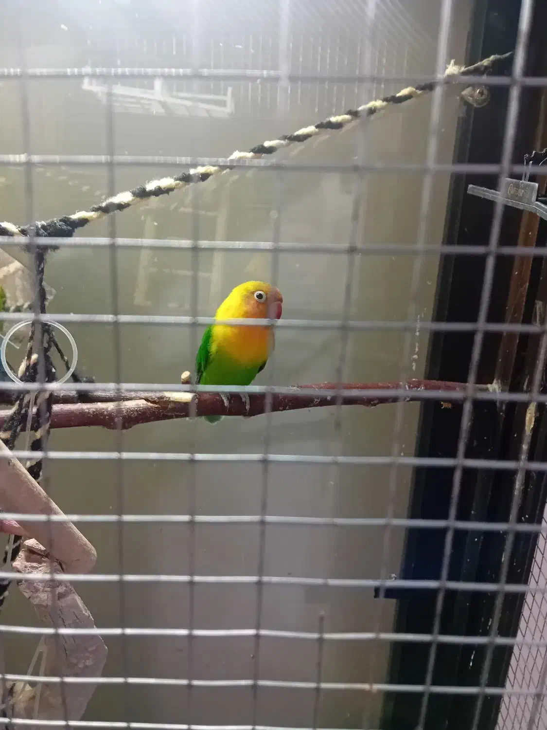 کوتوله برزیلی فیشر بخون|پرنده|تربت جام, شهرک آزادگان|دیوار