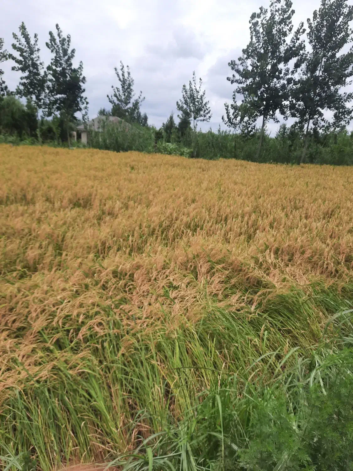 فروش برنج چمپا و طارم و فجر|خوردنی و آشامیدنی|دهدشت, |دیوار