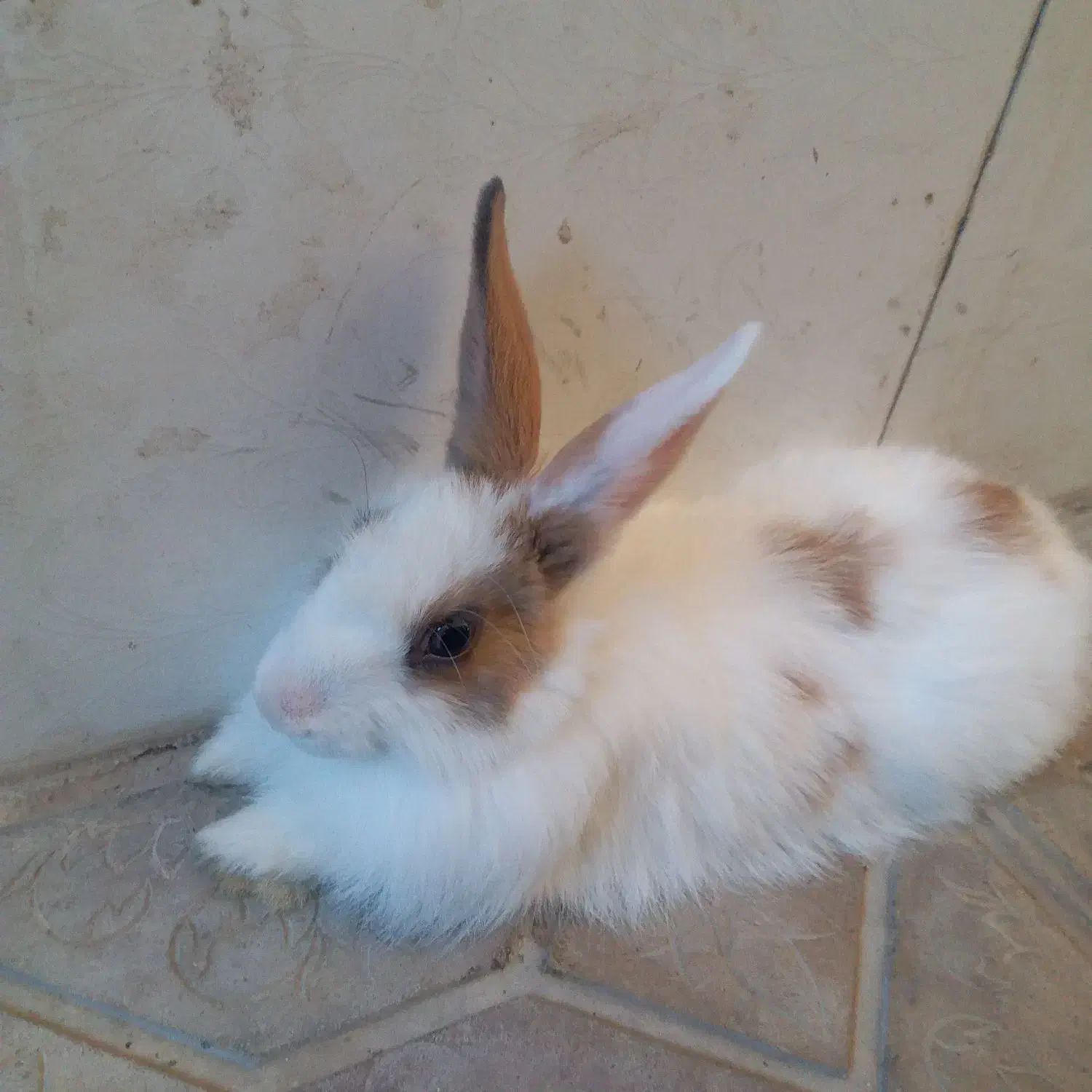 خرگوش بازی گوش|موش و خرگوش|مریوان, |دیوار