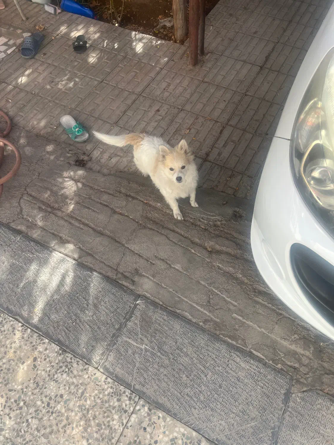 سگ پا کوتاه|سگ|کرمان, |دیوار