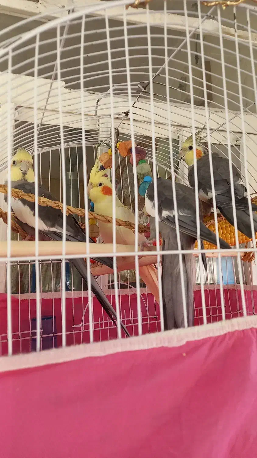 عروس هلندی|پرنده|رشت, جماران|دیوار