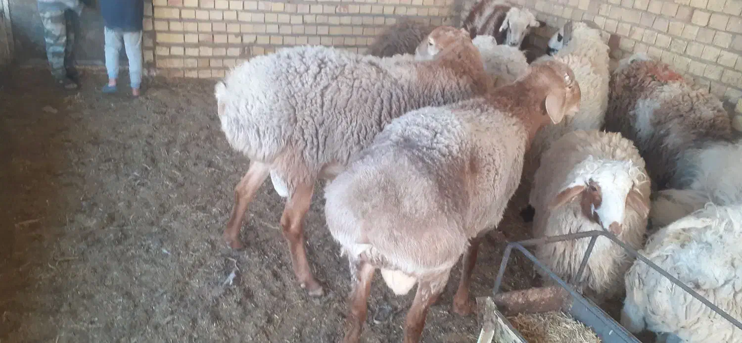 شیشک چینی و بره ماده سبک بزغاله بره چاق ۴میش تخم|حیوانات مزرعه|سده (خراسان جنوبی), |دیوار