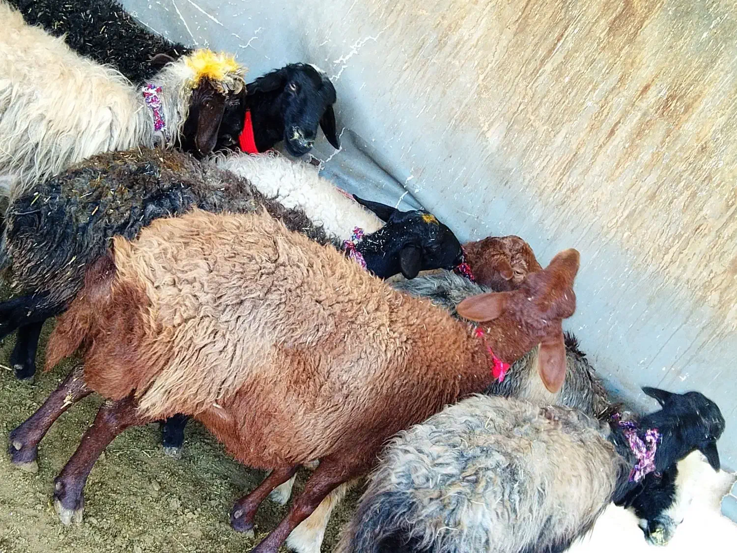 گوسفند میش بره بز بزغاله|حیوانات مزرعه|خمینی‌شهر, |دیوار