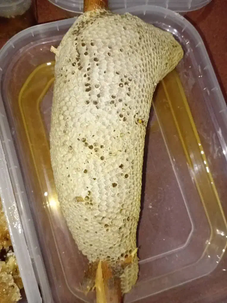 عسل وحشی|خوردنی و آشامیدنی|آبپخش, |دیوار