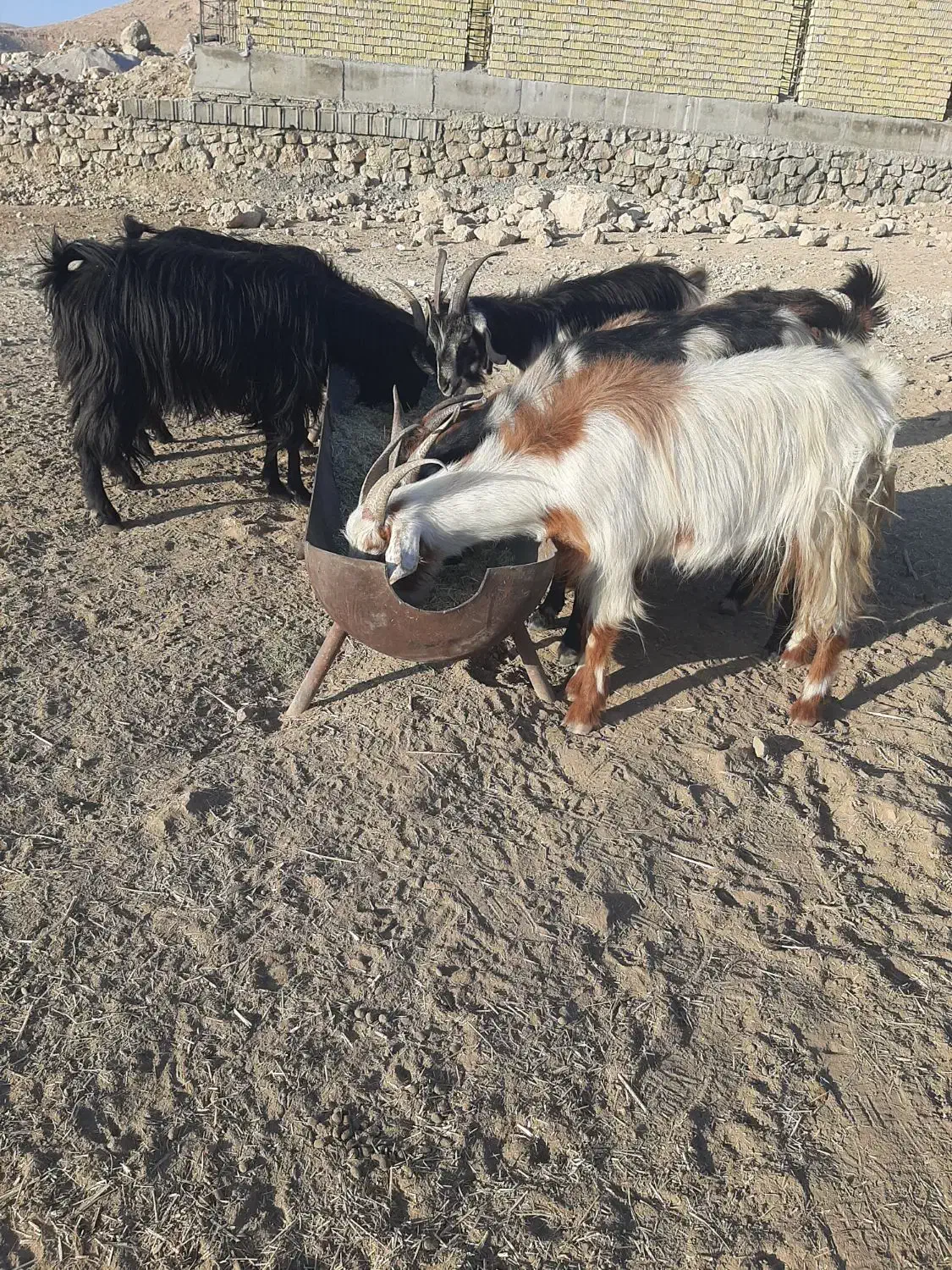 بز وتیشتر|حیوانات مزرعه|دوگنبدان, |دیوار