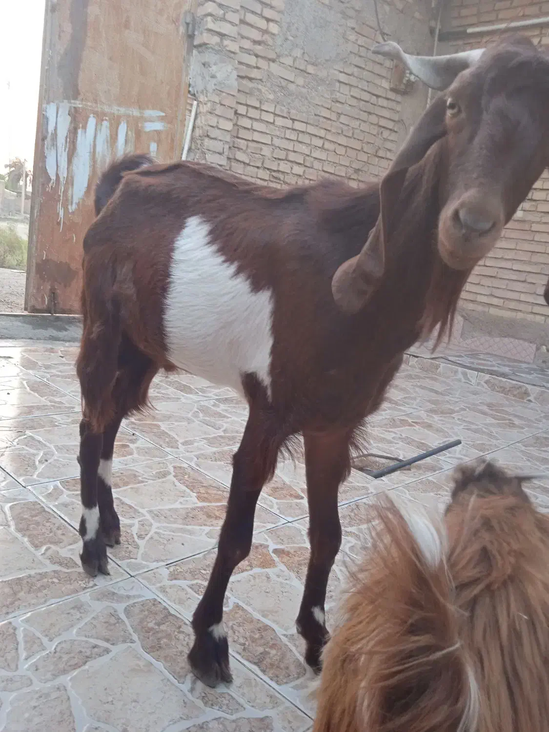 بز نر نیدی|حیوانات مزرعه|خرمشهر, |دیوار