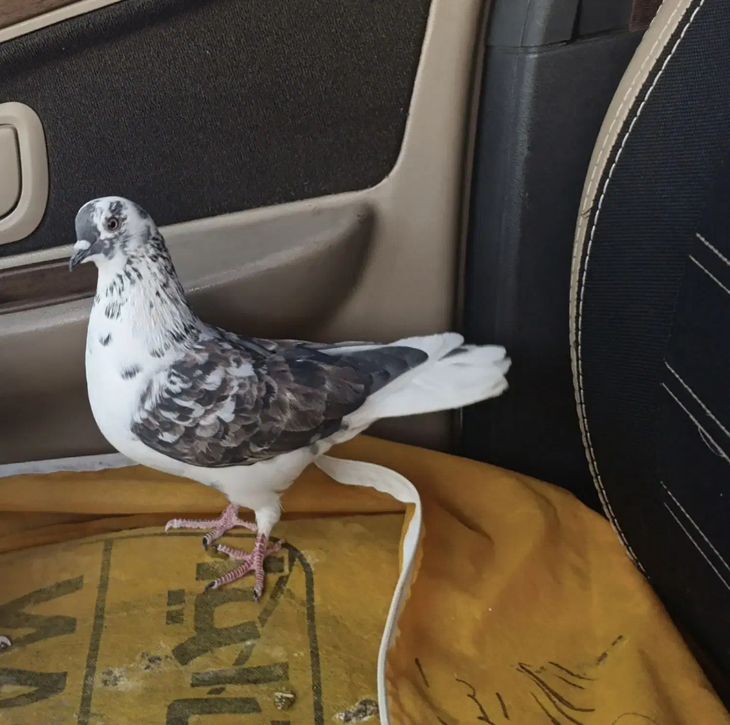 گمشده کبوتر|پرنده|ایلام, |دیوار