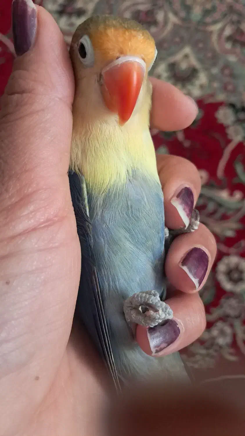 گمشده|حیوانات|نیشابور, بلوار گلها|دیوار