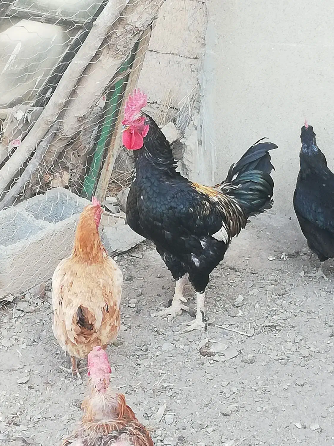 خروس جوان و سالم و سرحال|حیوانات مزرعه|شاهین دژ, |دیوار