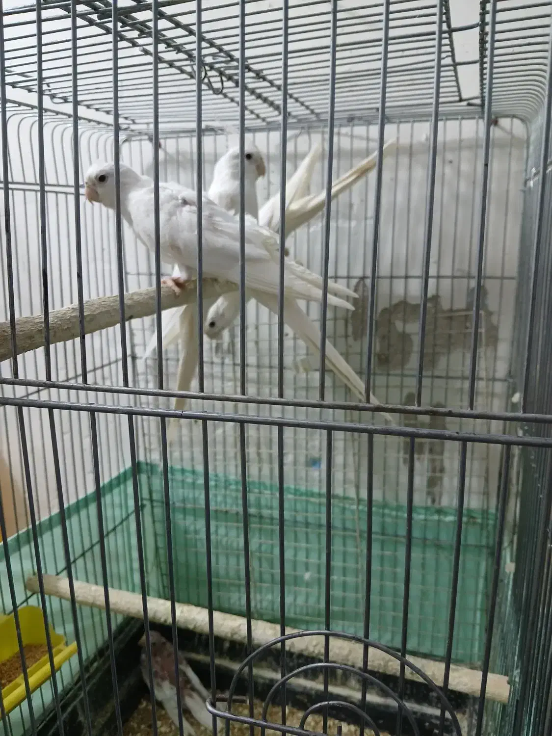 جفت عروس هلندی البینیوباجوجه|پرنده|سوسنگرد, |دیوار