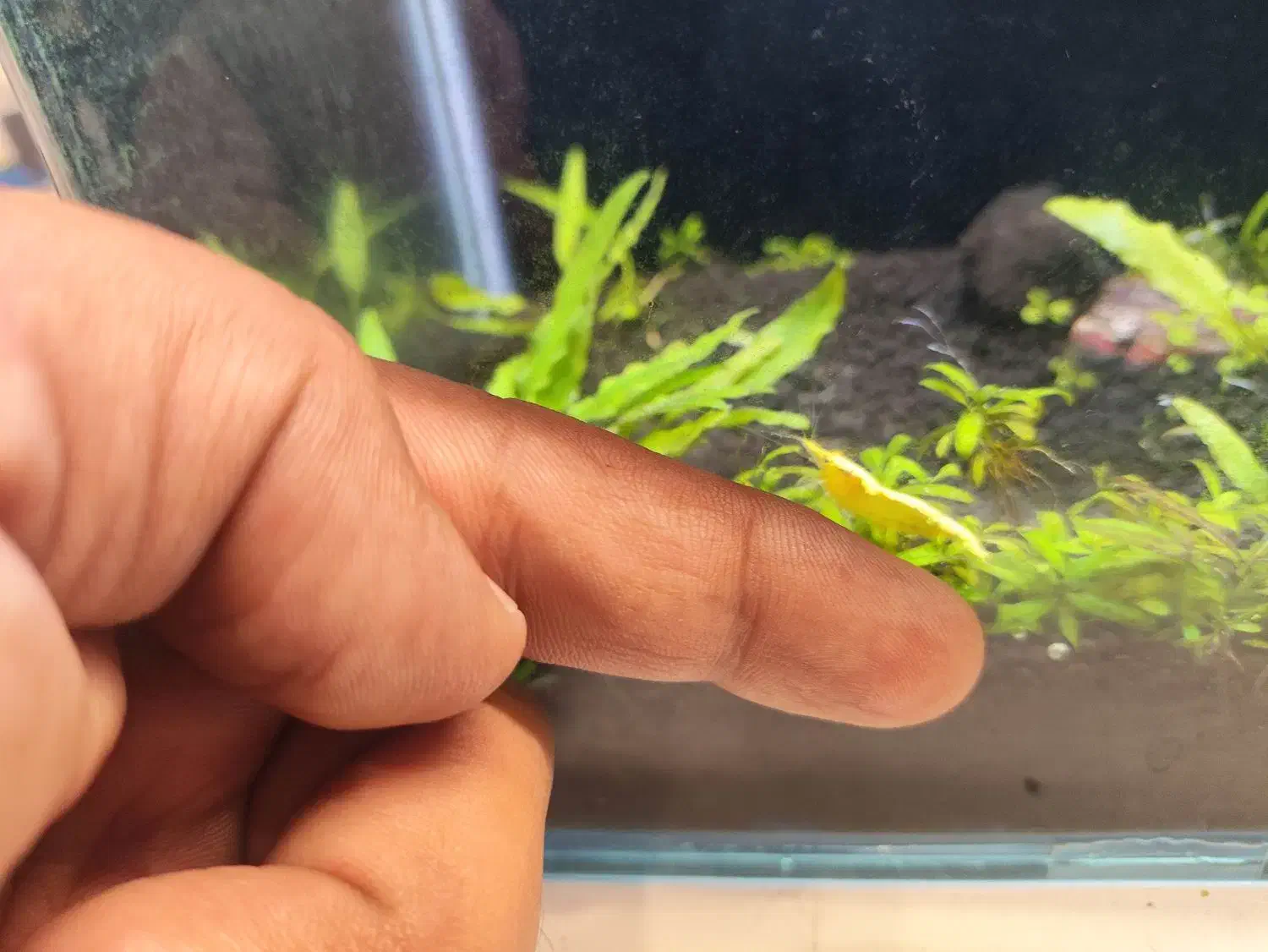 شریمپ درشت سایز شارژ گردد|ماهی|مشهد, فاطمیه|دیوار