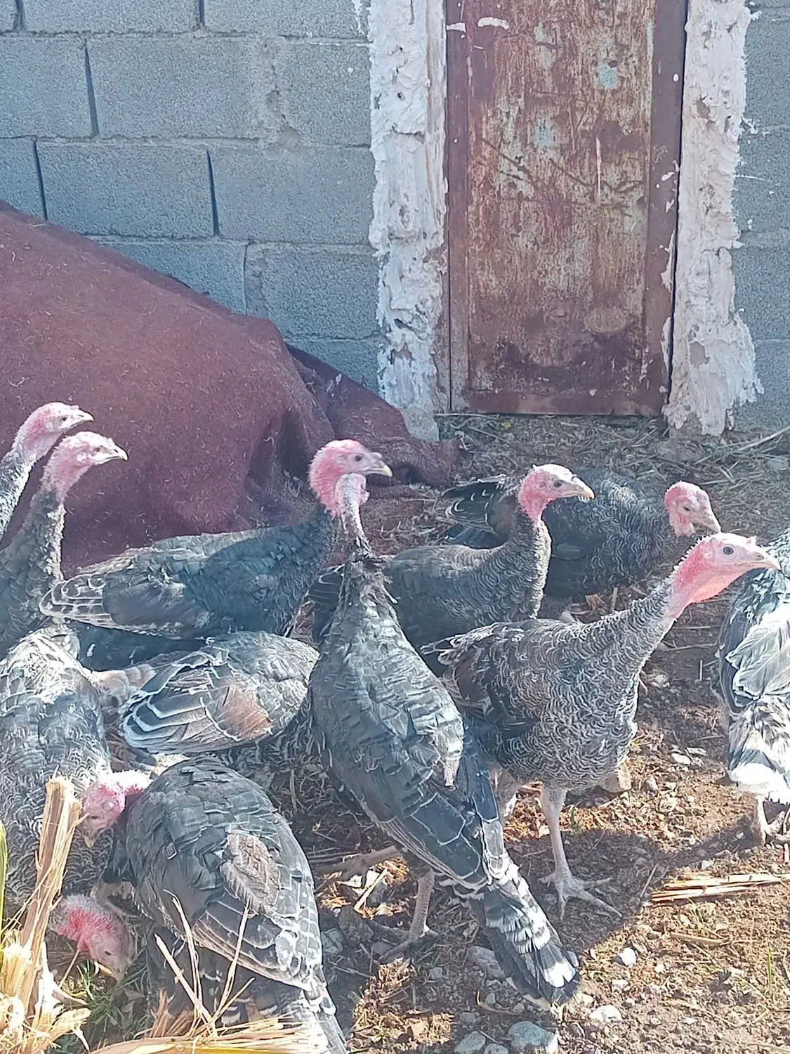 فروش بوقلمون|حیوانات مزرعه|بم, |دیوار