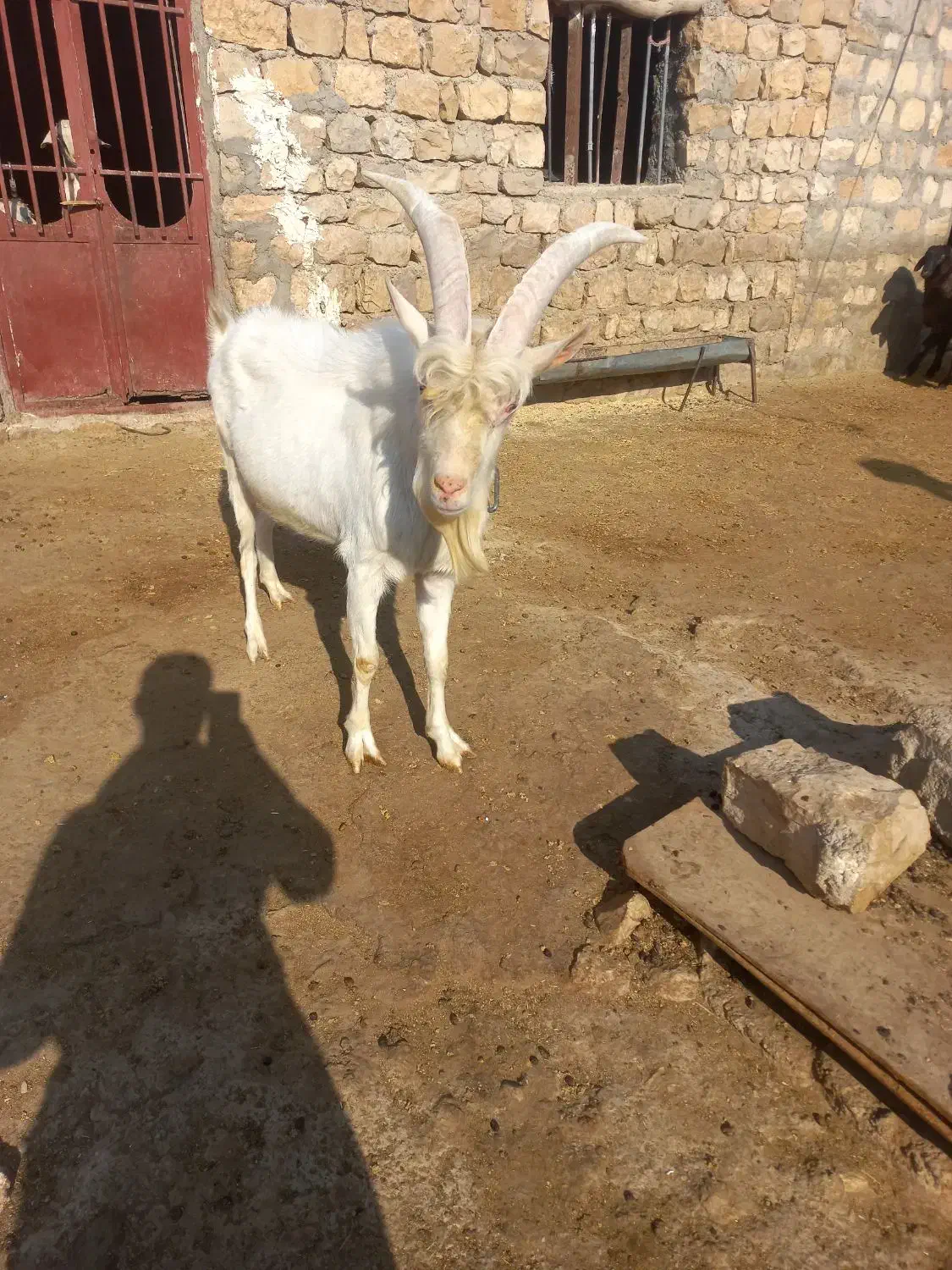 نربز سانن بزغاله پارساله|حیوانات مزرعه|گیلان غرب, |دیوار