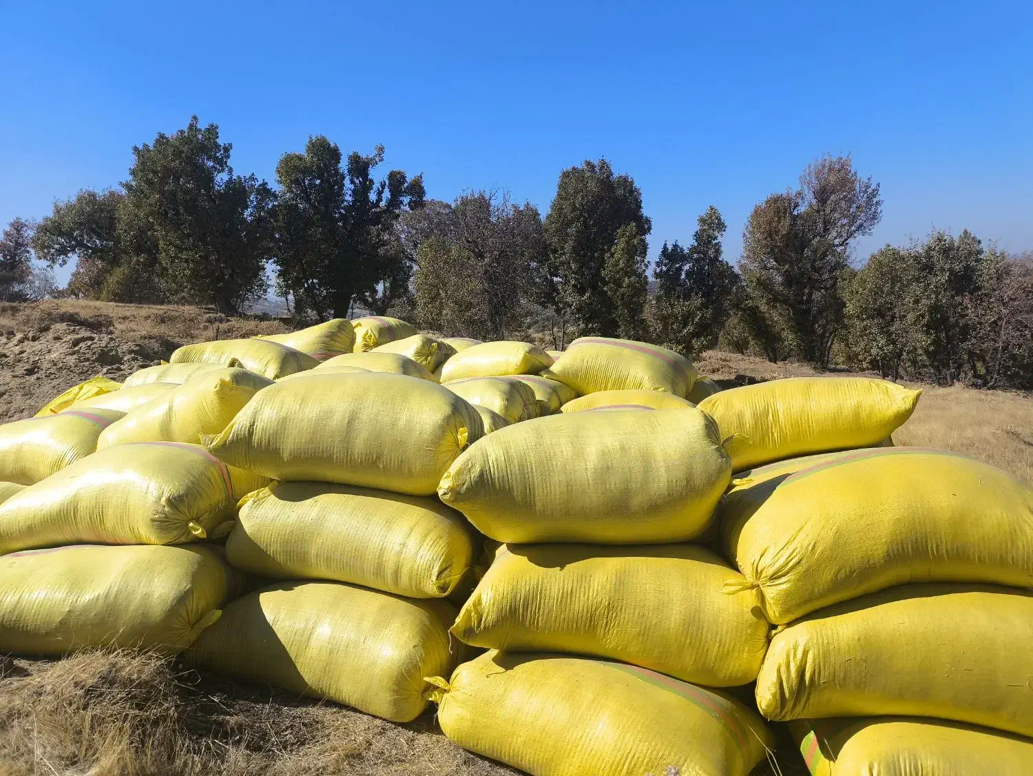 کاه گندم|خدمات باغبانی و درختکاری|ننور, |دیوار