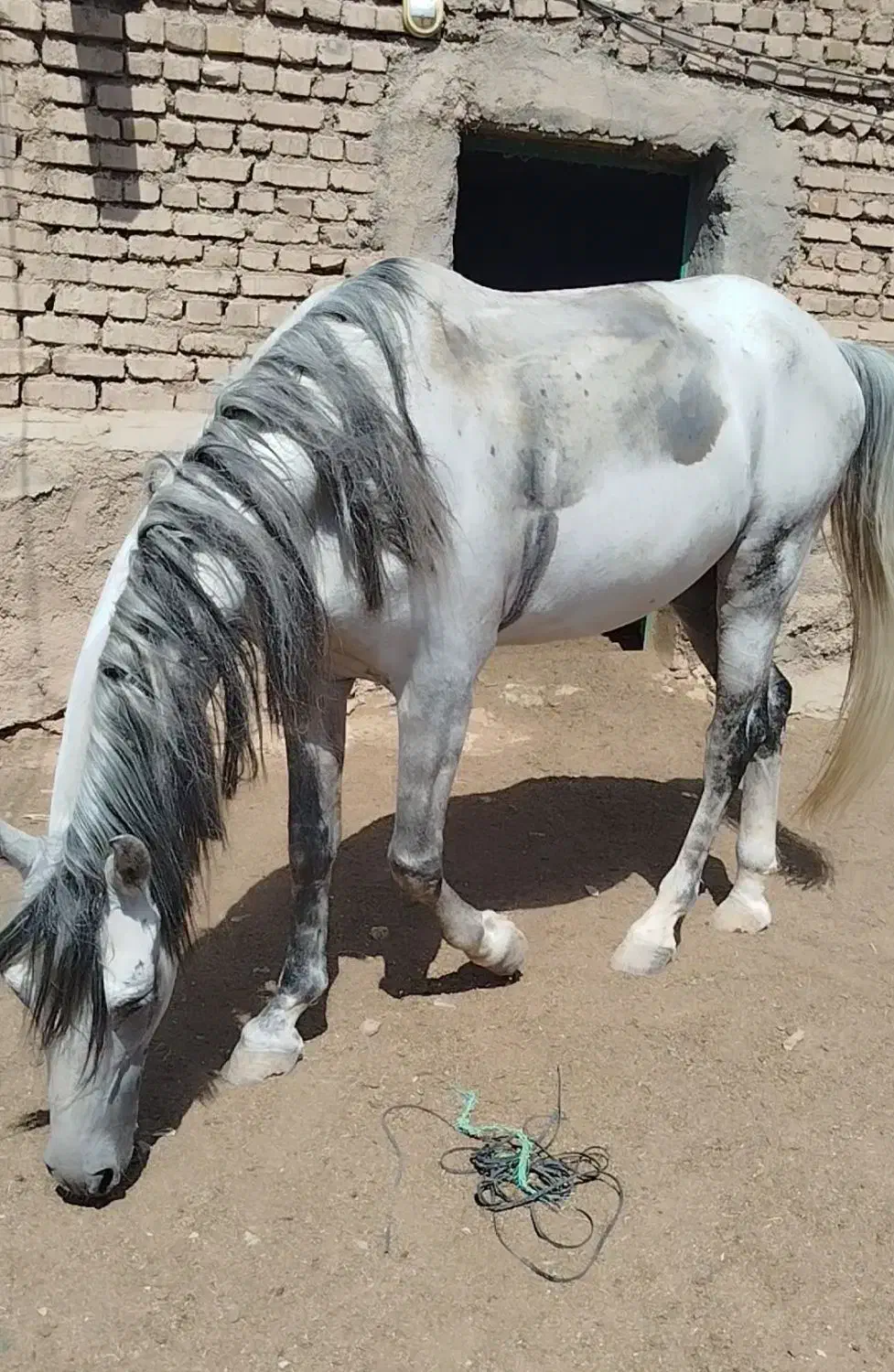 اسب نریون|اسب و تجهیزات اسب‌سواری|سبزوار, قصبه غربی|دیوار