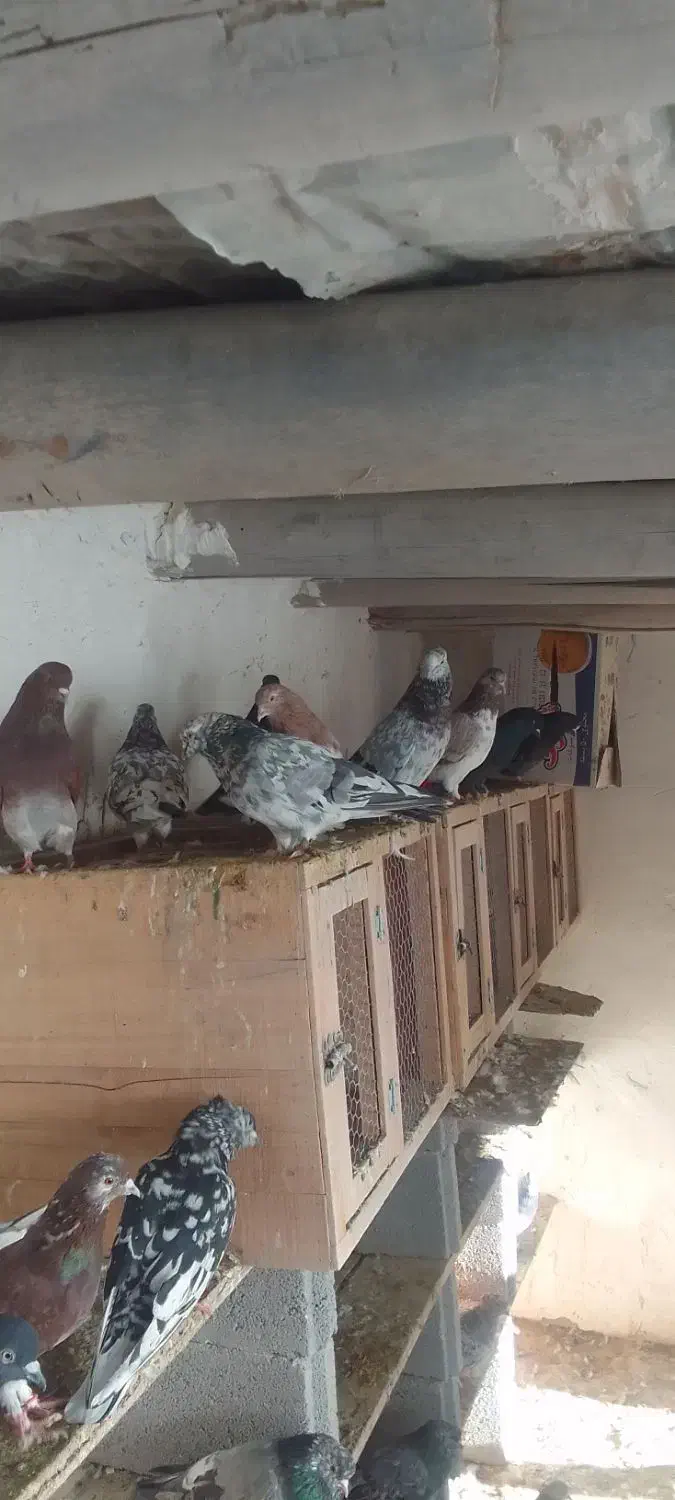 فروش یک گنجه کبوتر پرشی طلا زیر خاکی|پرنده|اشنویه, |دیوار