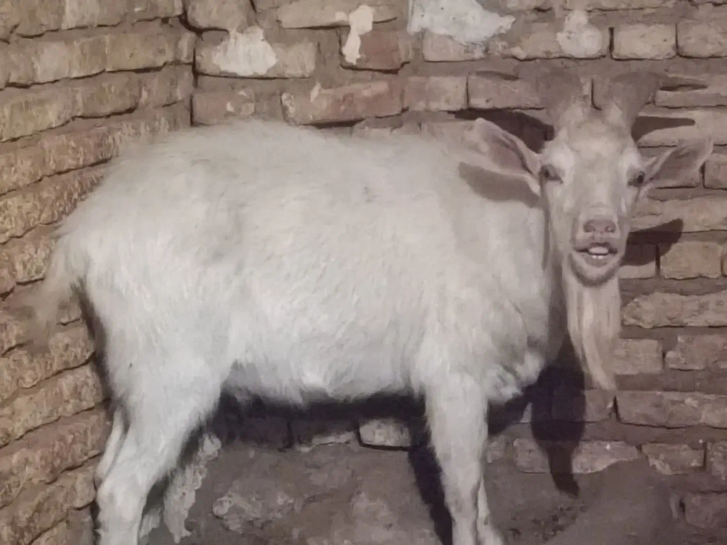 فروش نر بز سانن مخصوص نسل کشی|حیوانات مزرعه|بن, |دیوار