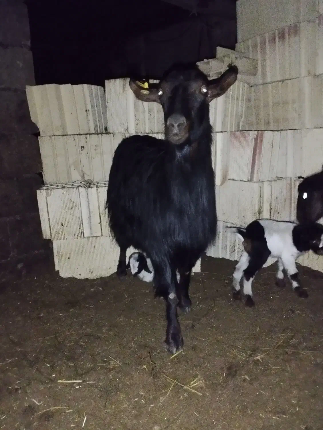 بز دورگ محلی|حیوانات مزرعه|آزادشهر, |دیوار