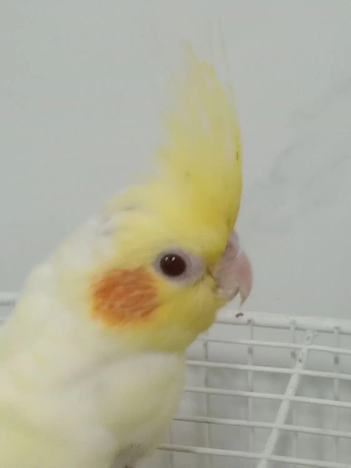 4 عدد عروس هلندی|پرنده|قرچک, پویینک|دیوار