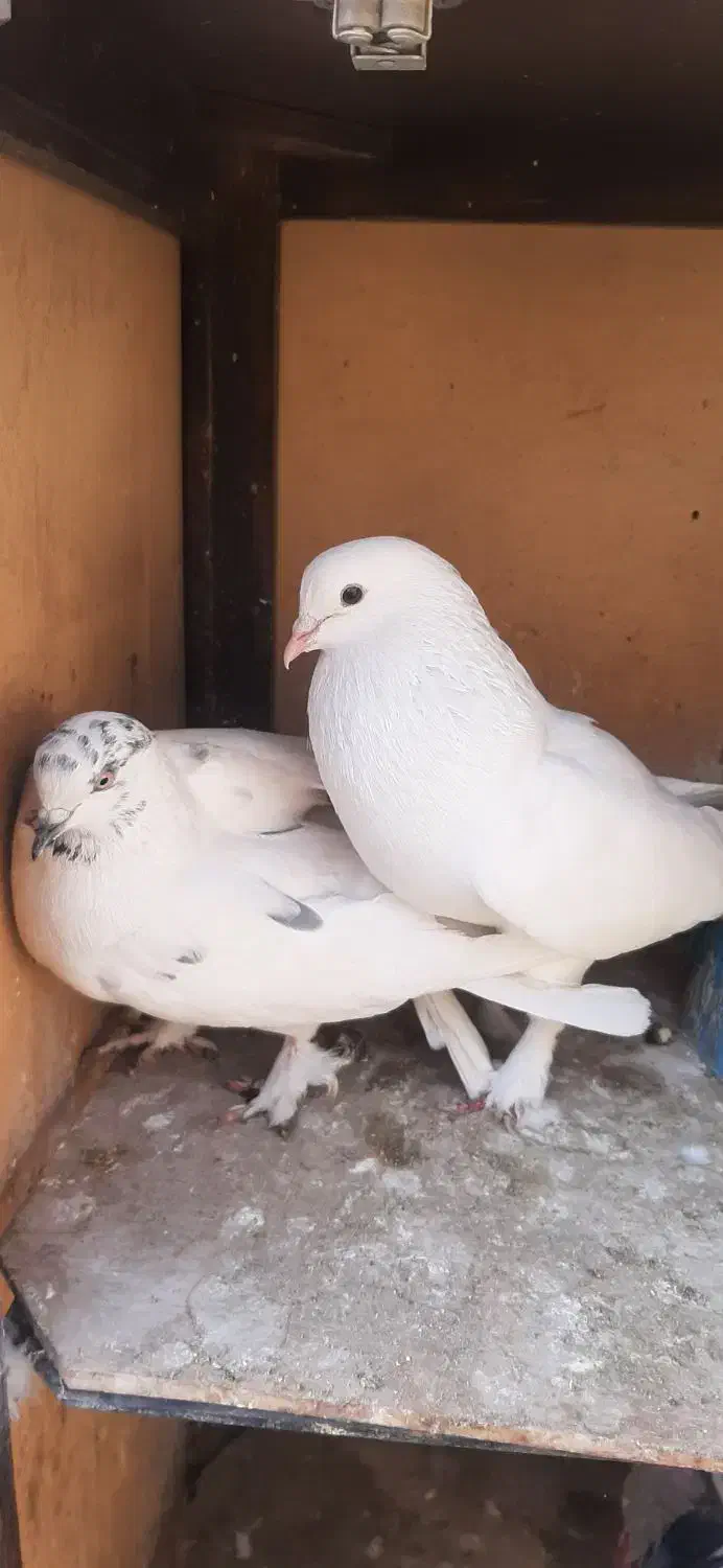 کبوتر|پرنده|محمدشهر, محمدشهر|دیوار