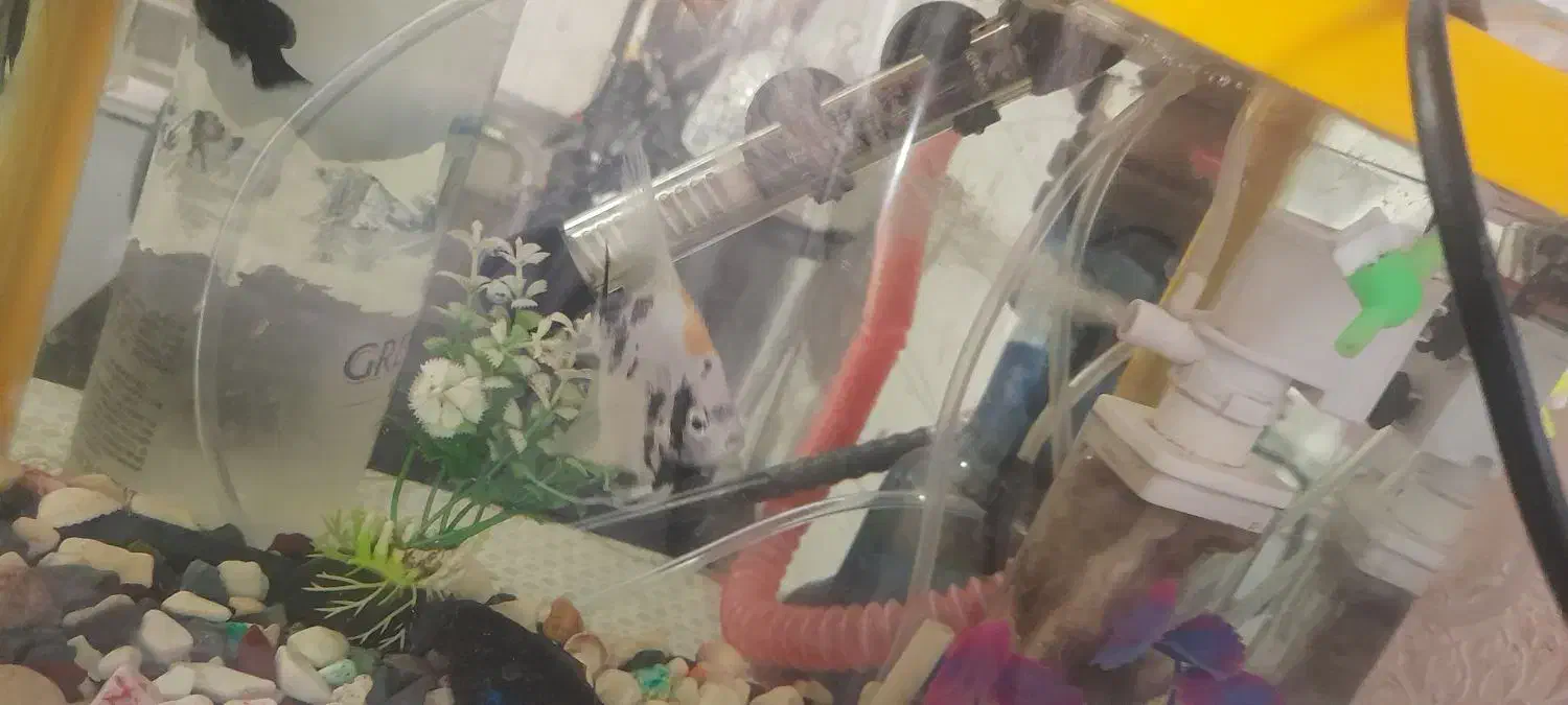 آکواریم معاوز با پرنده|ماهی|قم, شهرک فاطمیه|دیوار