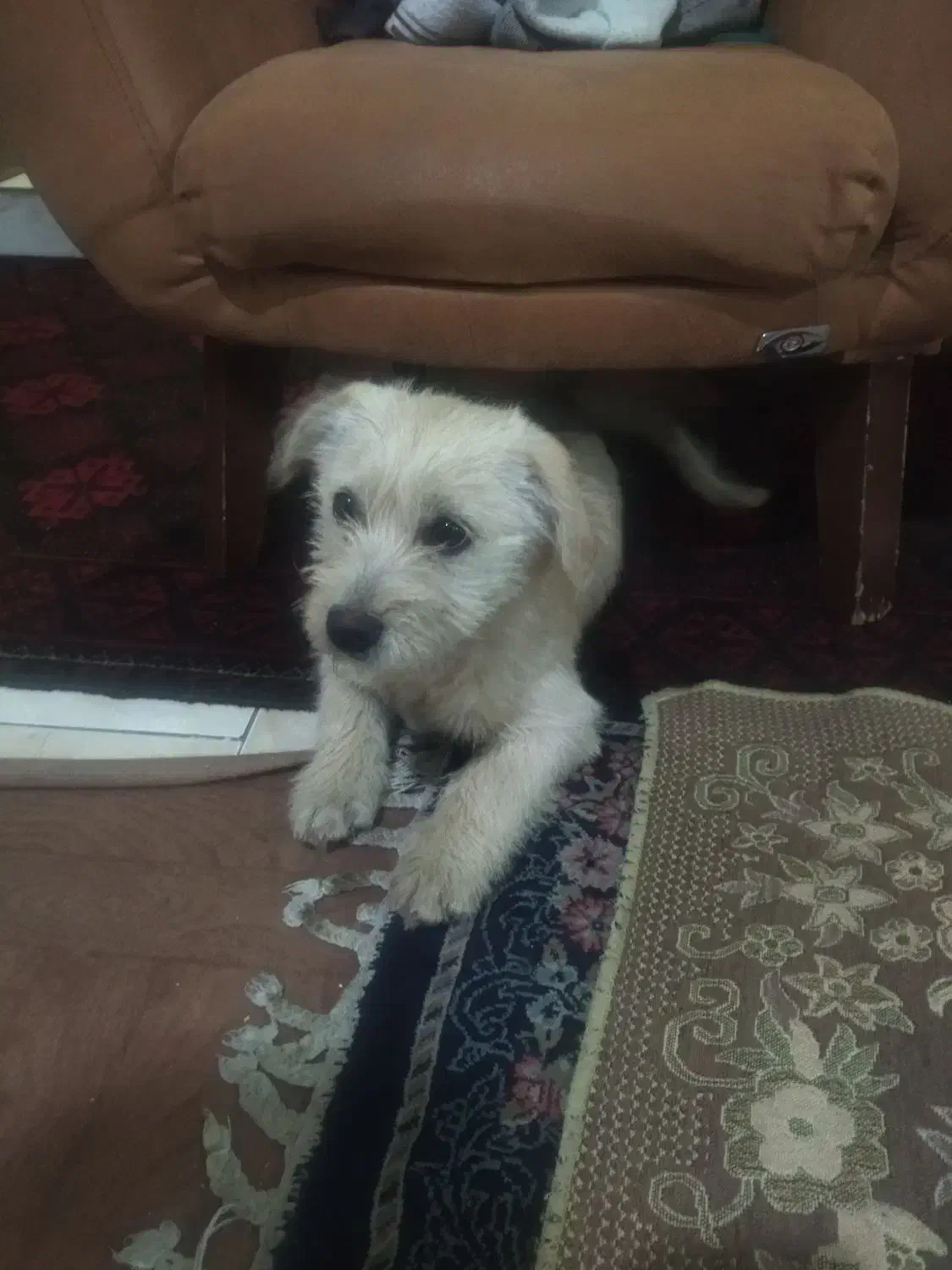 واگذاری سگ شیتزو|سگ|تهران, والفجر (افسریه)|دیوار