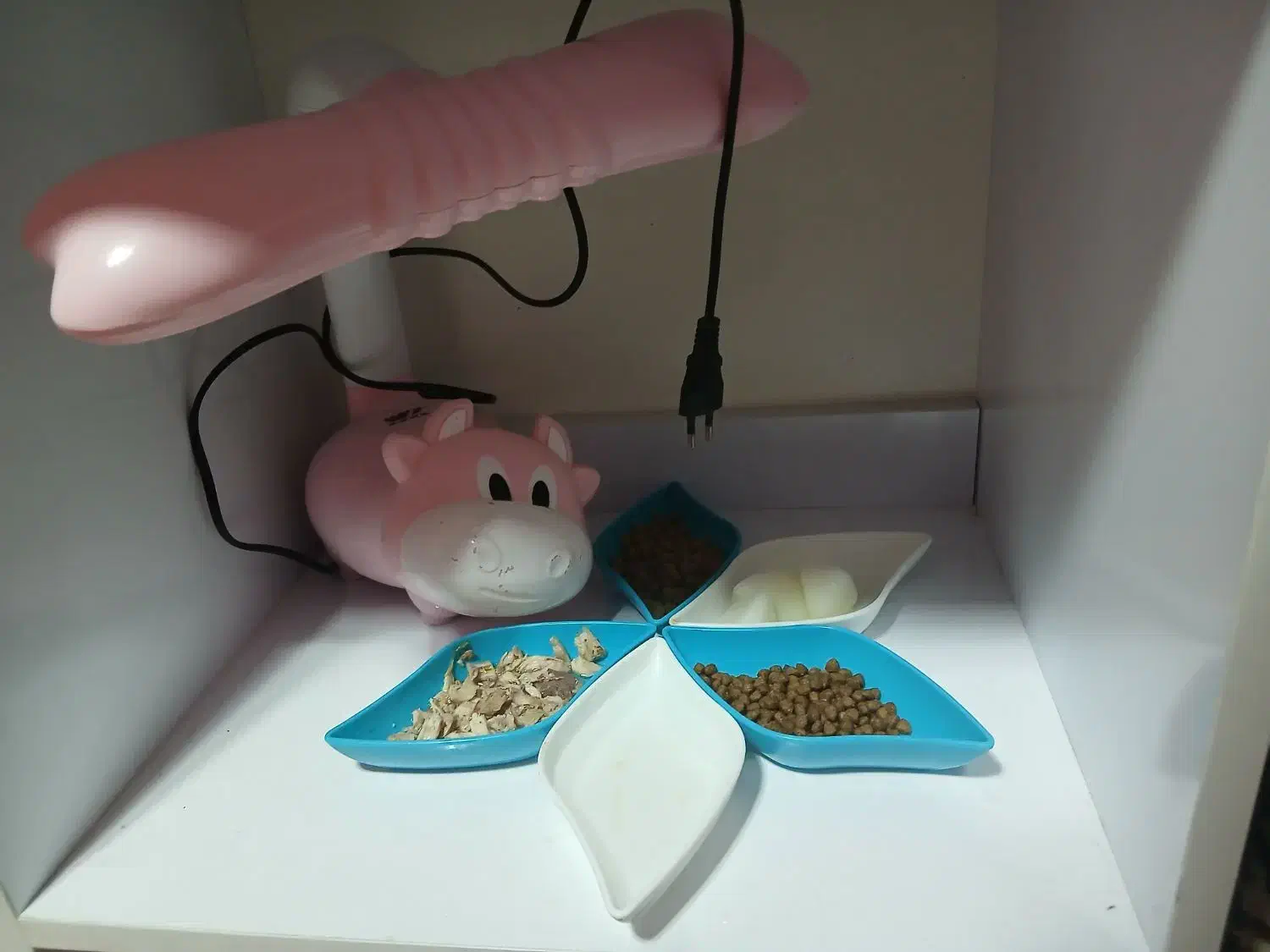 گربه نازماده|گربه|اهر, |دیوار