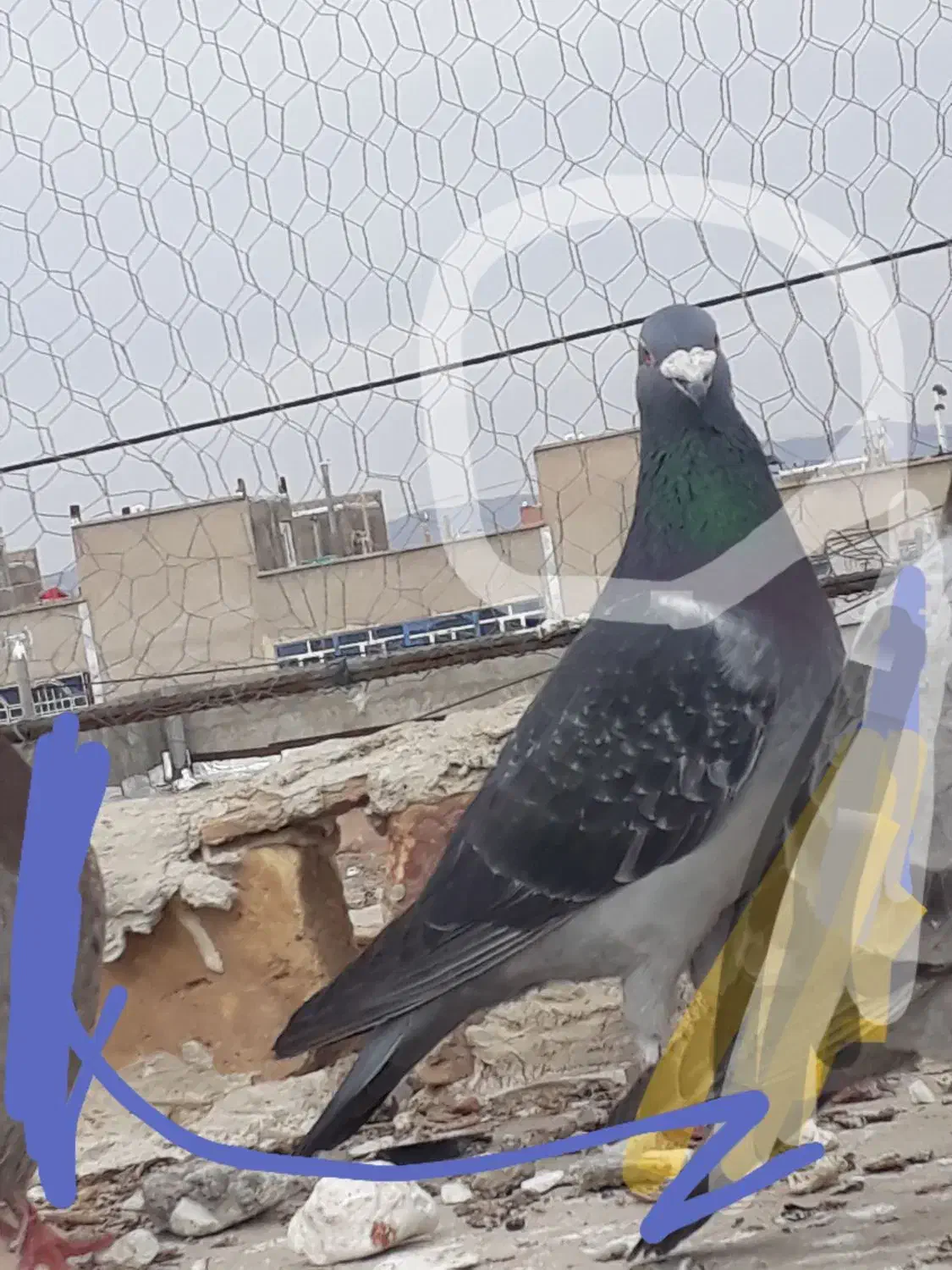 کفتر|پرنده|درمیان, |دیوار