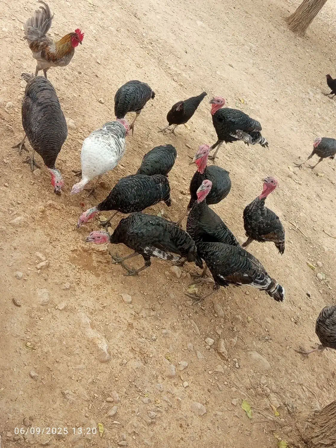 مرغ خروس بوقلمون|حیوانات مزرعه|شیراز, ارم|دیوار