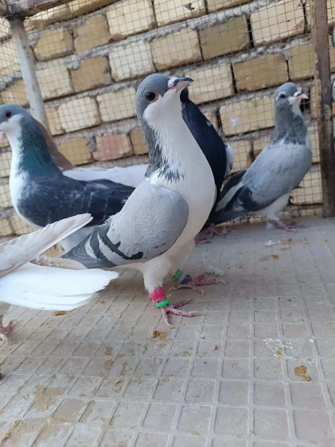 کبوتر|پرنده|دشتابی, |دیوار