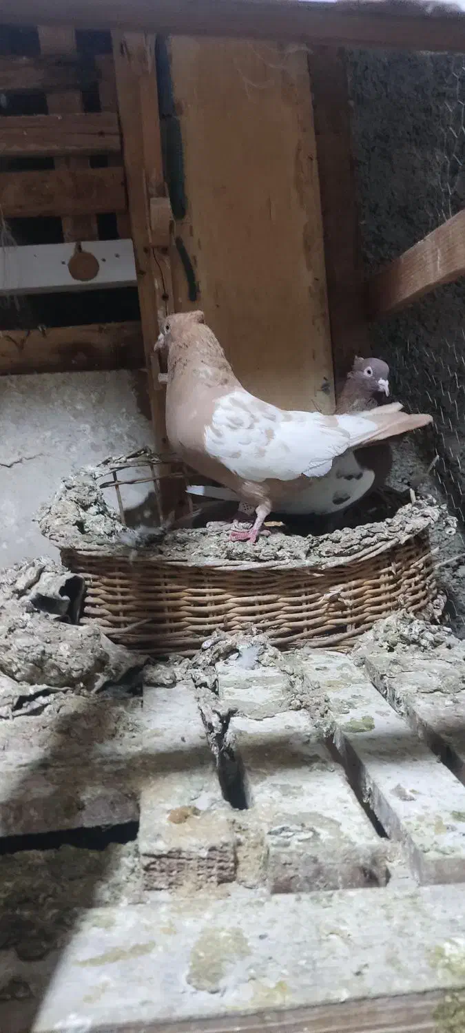 کفتر|پرنده|شیراز, کیان آباد|دیوار