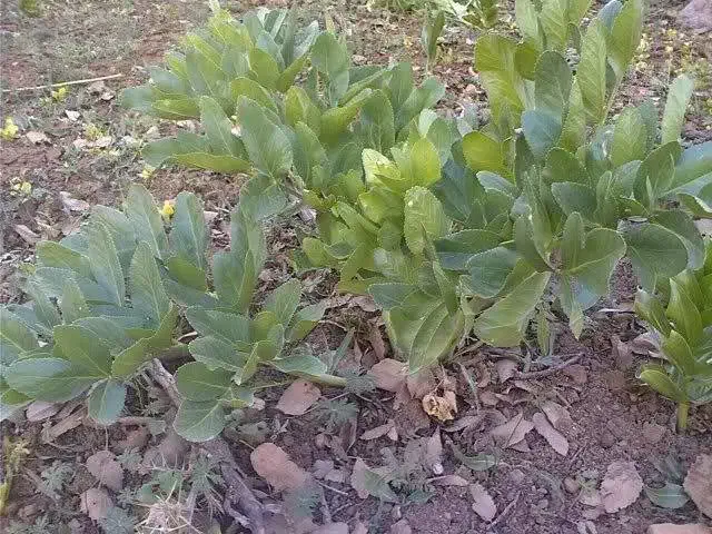 پیاز کرفس کوهی|خدمات باغبانی و درختکاری|شهرکرد, |دیوار