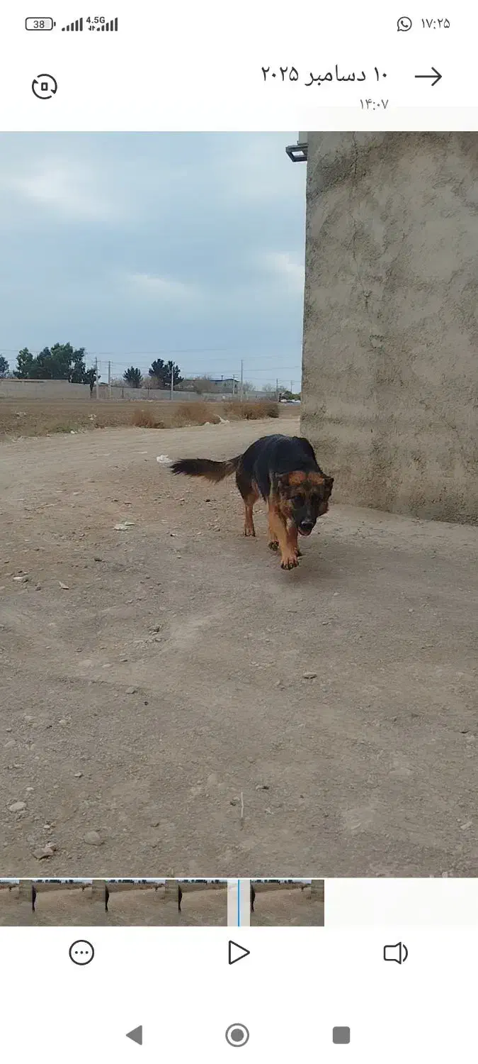 ژرمن ماده 18ماهه معاوضه|سگ|رباطکریم, شهرستانک|دیوار