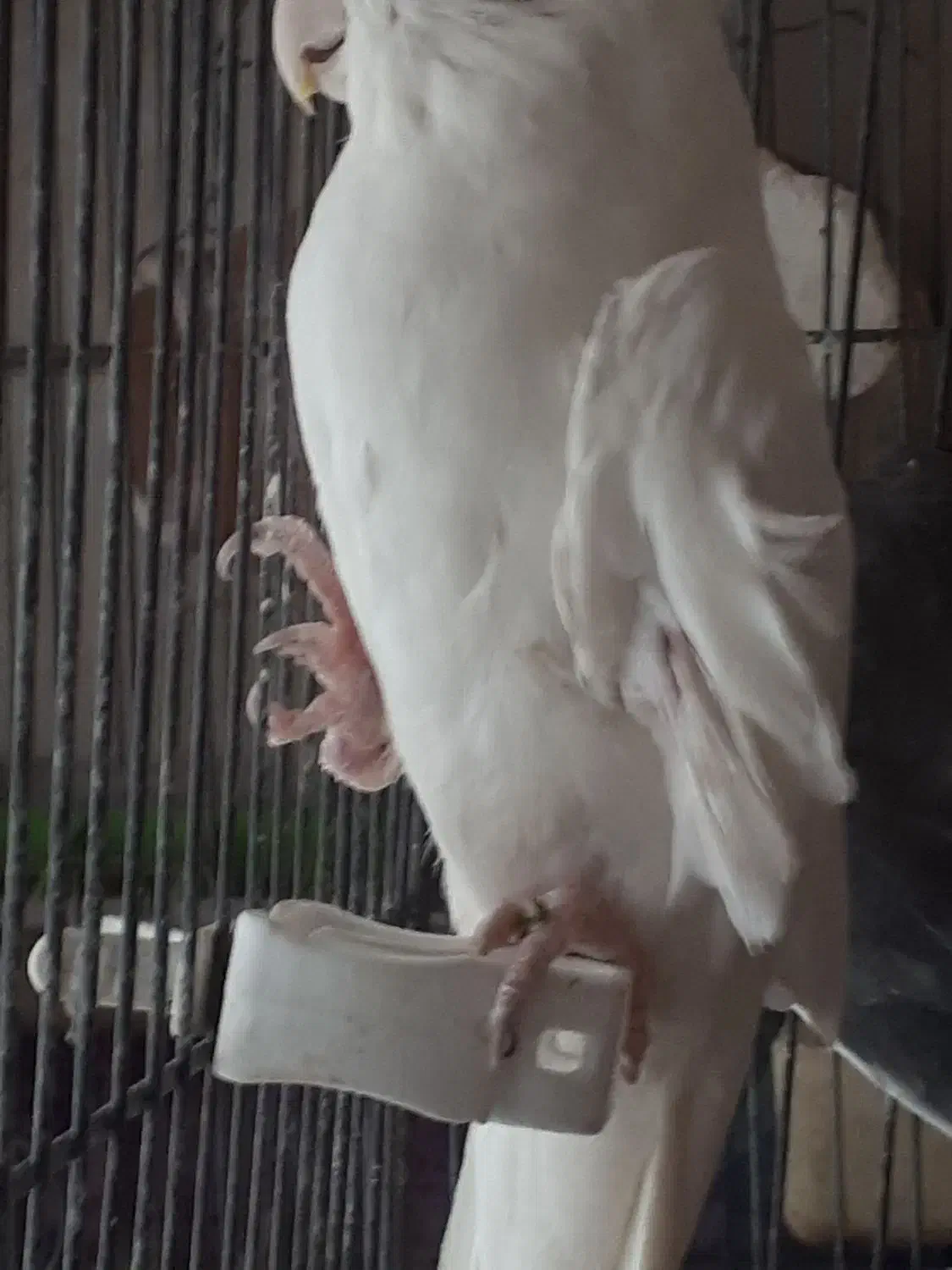 عروس هلندی|پرنده|محمدیه-قزوین, |دیوار