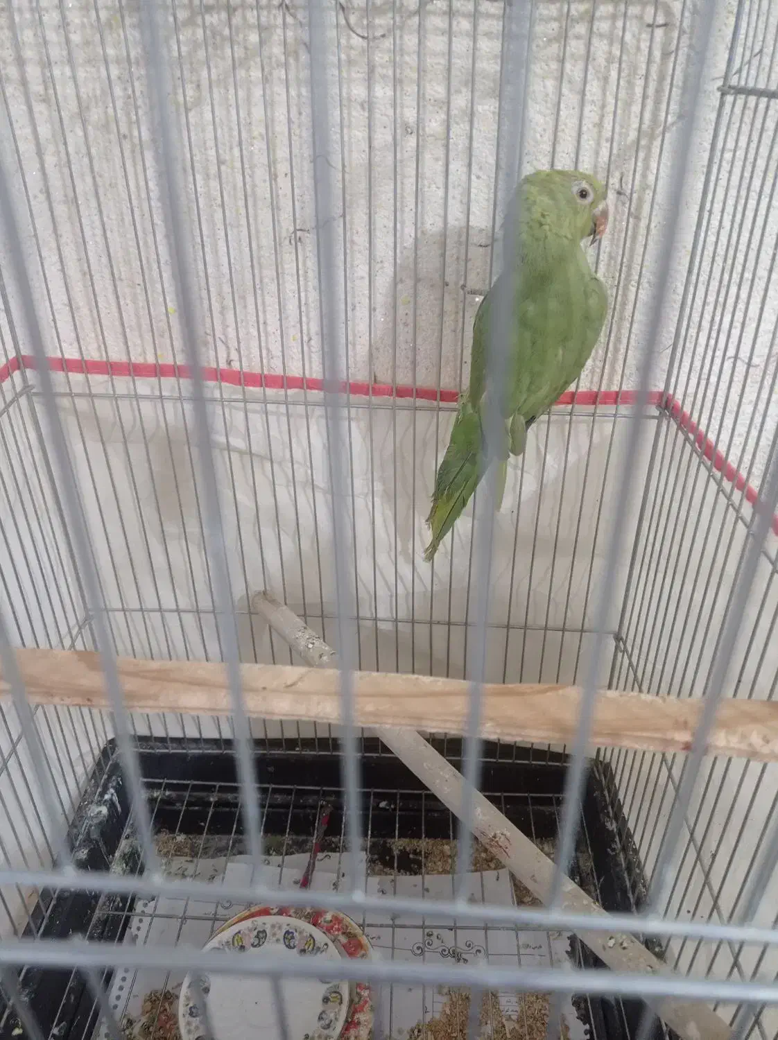 جوجه ملنگو سبز|پرنده|تربت‌حیدریه, شهرک ولیعصر|دیوار