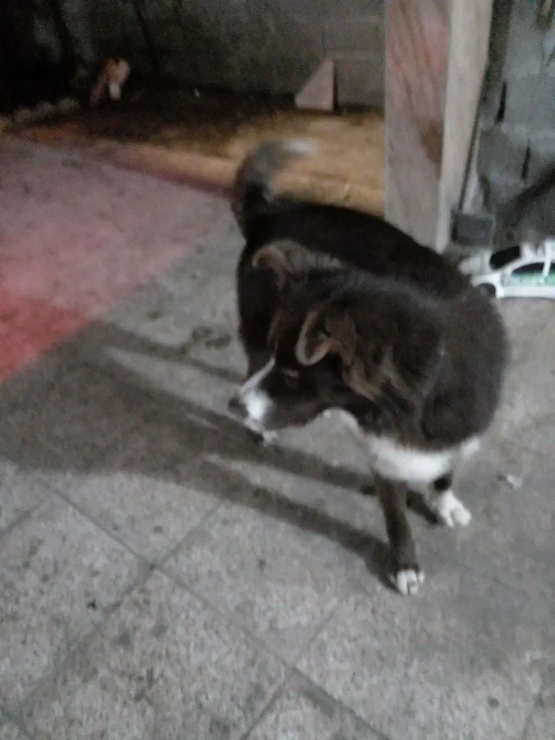 فروش سگ هاسکی|سگ|شاندرمن, |دیوار