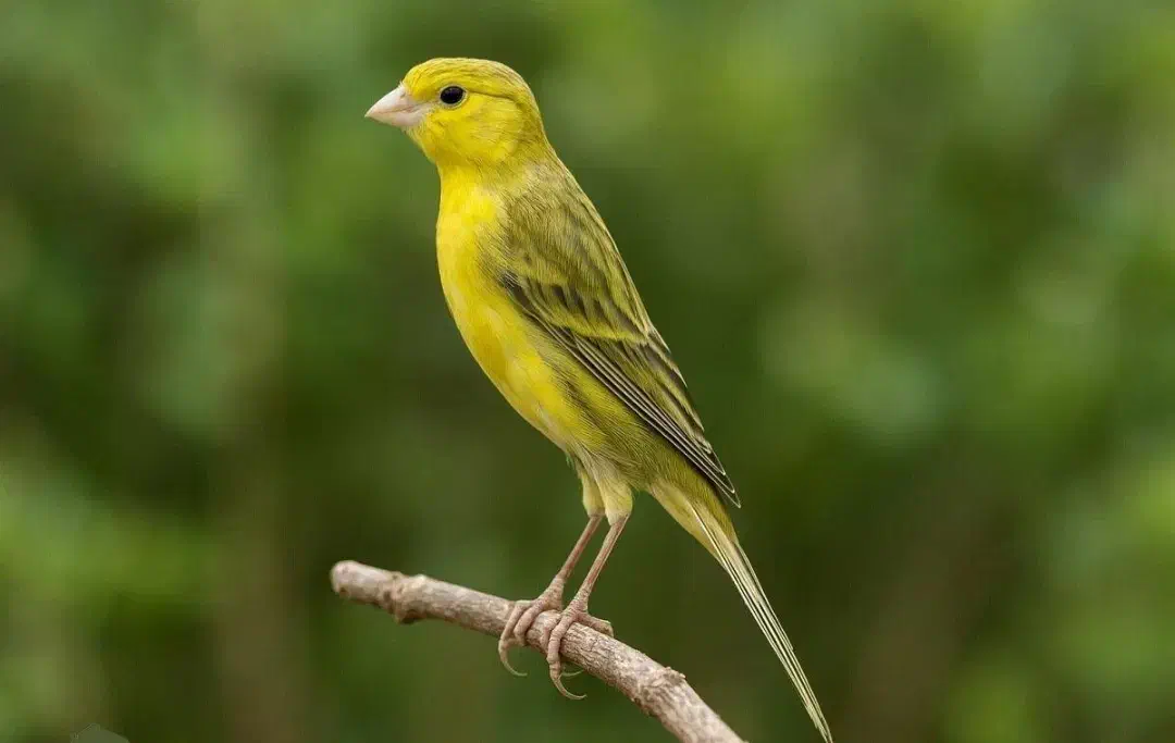 سهره.قناری دستی جوجه امسال|پرنده|اهواز, منبع اب|دیوار